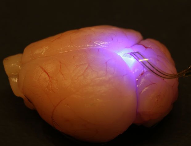 Implantable Optoelectronics: A flexible system that includes electrodes, LEDs, photodetectors, and a temperature sensor were designed to be implanted in an animal’s brain and wirelessly controlled via an RF receiver affixed to the animal’s skull.