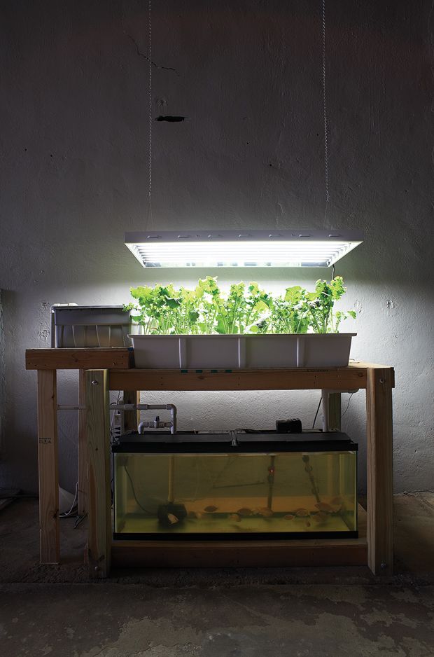 The seed of the idea for Urban Organics germinated in this aquaponics setup