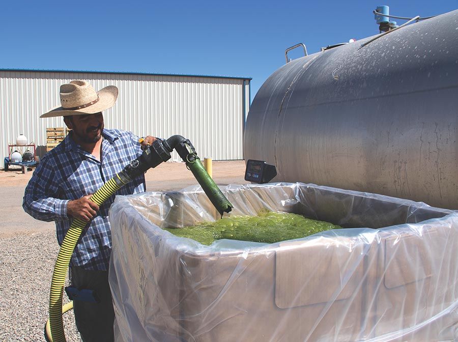 Photo showing technician Jose Alvarado filling shipping totes with algae.