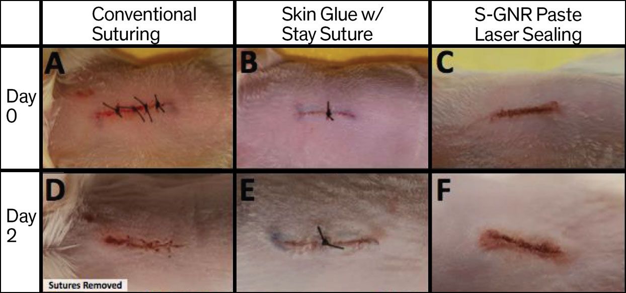 Comparison of three methods of wound repair, on days 0 and 2.