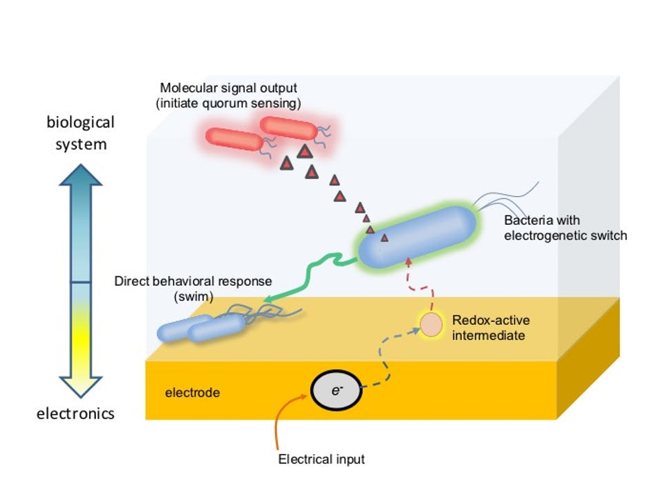Bacteria are engineered to respond to a redox molecule activated by an electrode by creating an electrogenetic switch