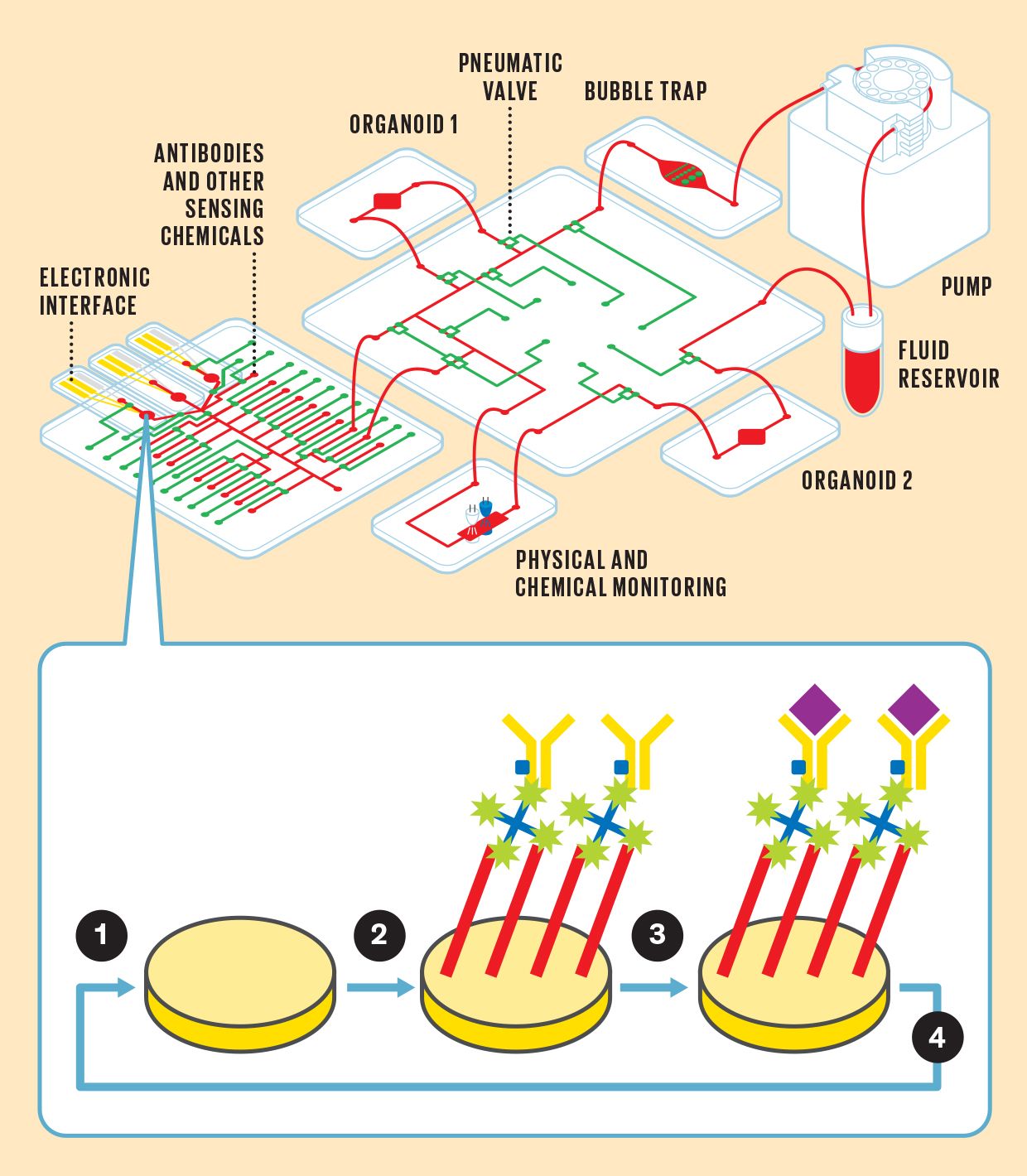 Illustration of a reconfigurable microphysiological system.