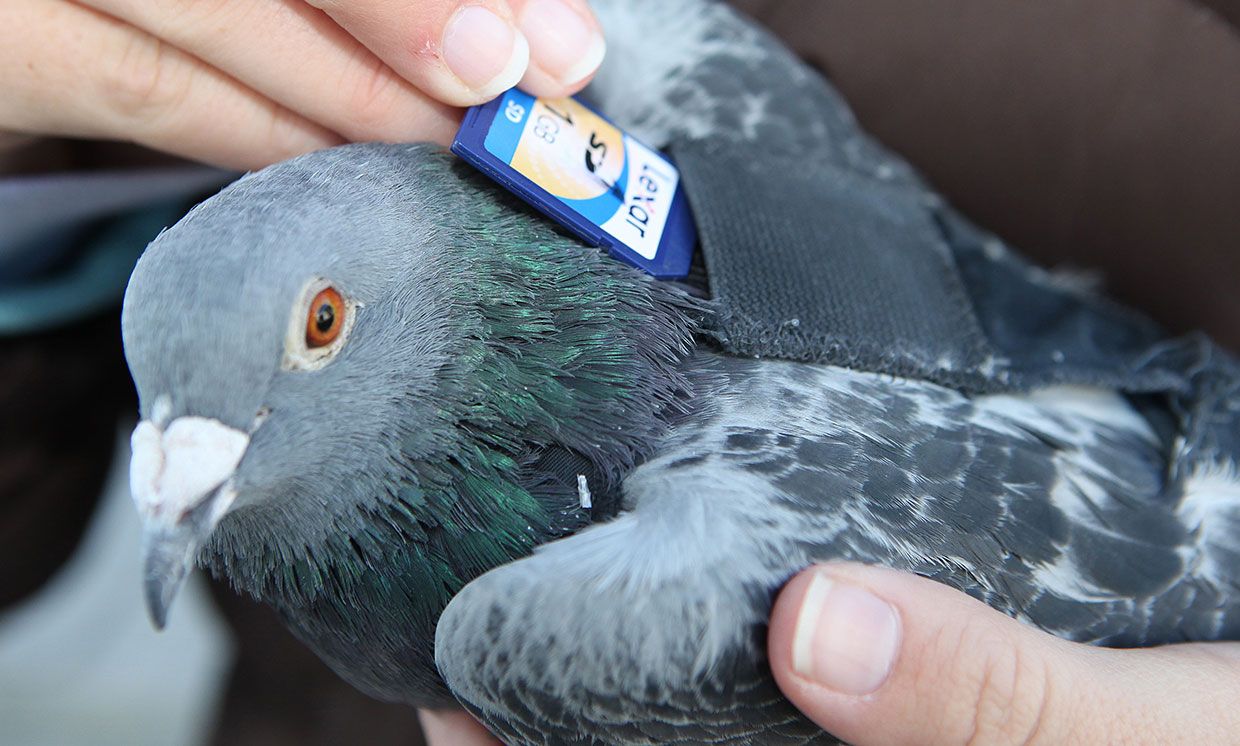 A Colorado rafting company relied on pigeons to transport film and later SD cards back to the home base.