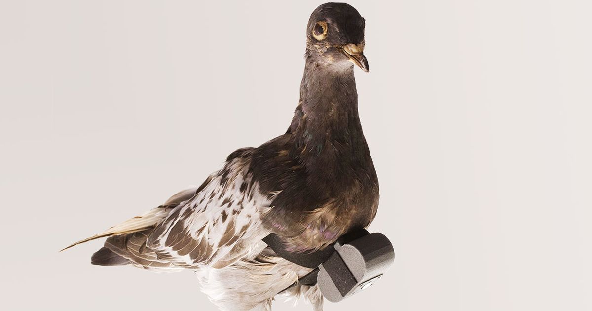Consider the Pigeon, a Surprisingly Capable Technology