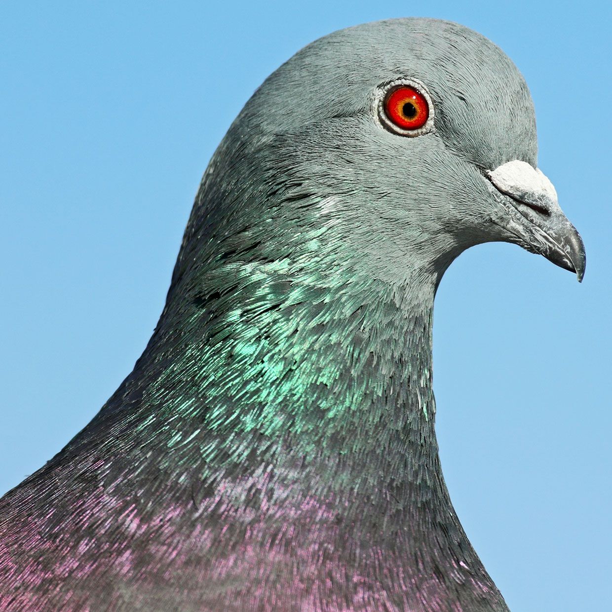 Close up of a carrier pigeon's face.