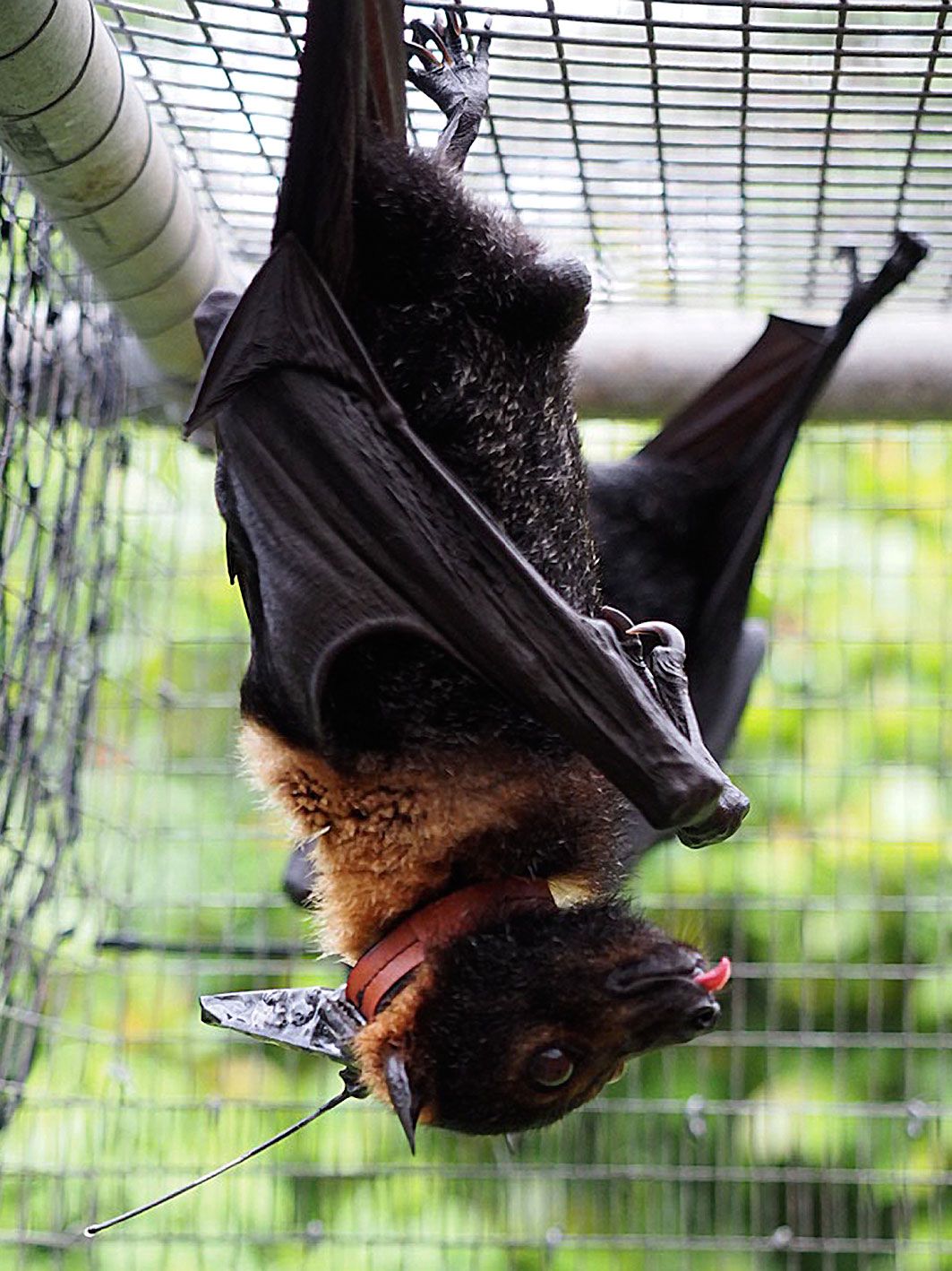 spectacled flying fox (Pteropus conspicillatus) with the collar