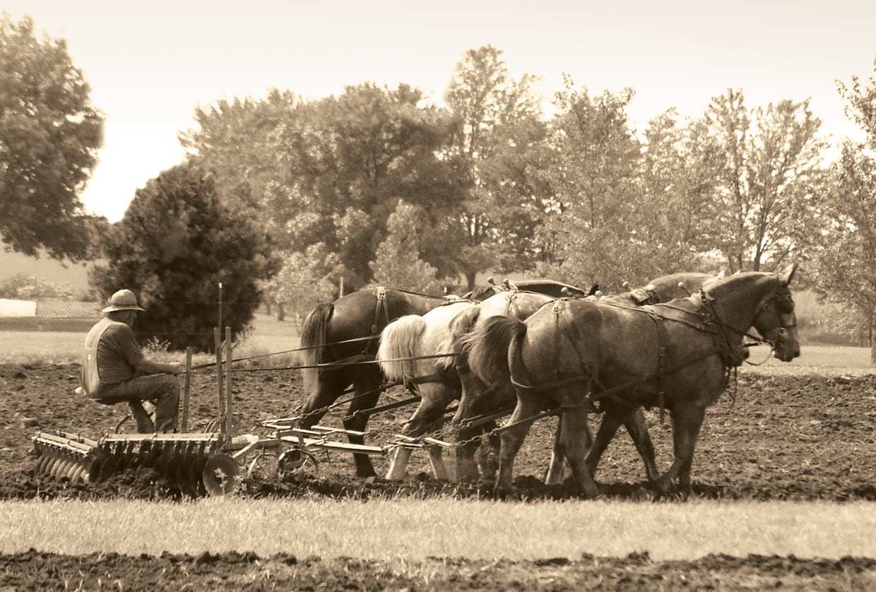 Farmer being pulled in a field by horses.  
