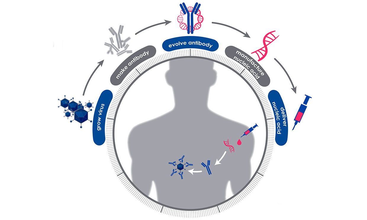 Illustration of DARPA's Pandemic Prevention Platform plan, to grow virus, make antibody, evolve antibody, manufacture nucleic acid, and deliver nucleic acid.