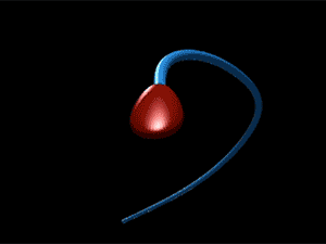 Gif of the sperm tail moving like a precessing spinning top