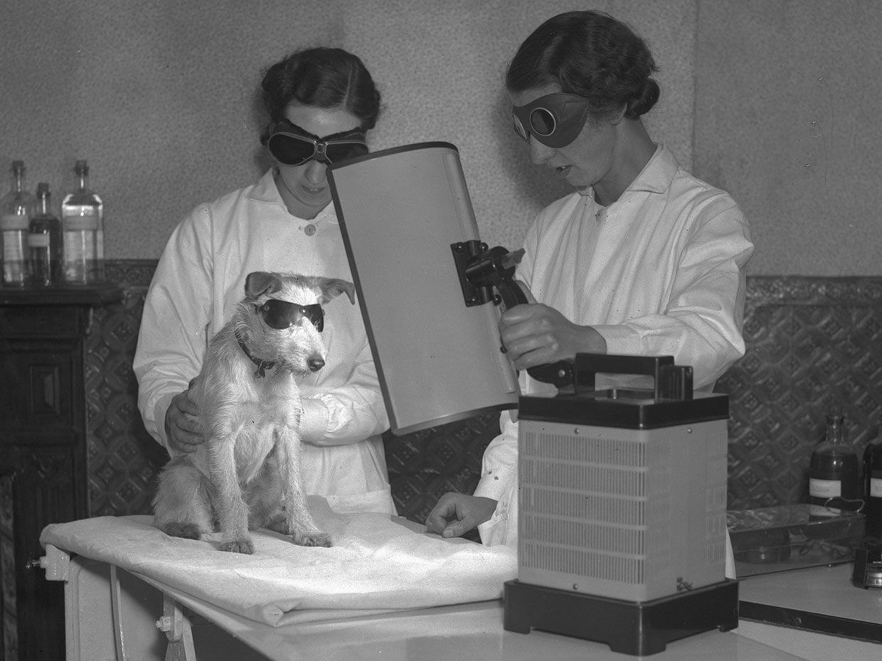 A dog undergoes UV-ray therapy, which was thought to be effective against skin disorders, rickets, and lameness.