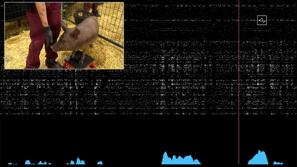 screengrab of pig demo