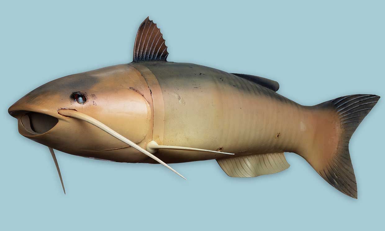 Photo of a robot catfish
