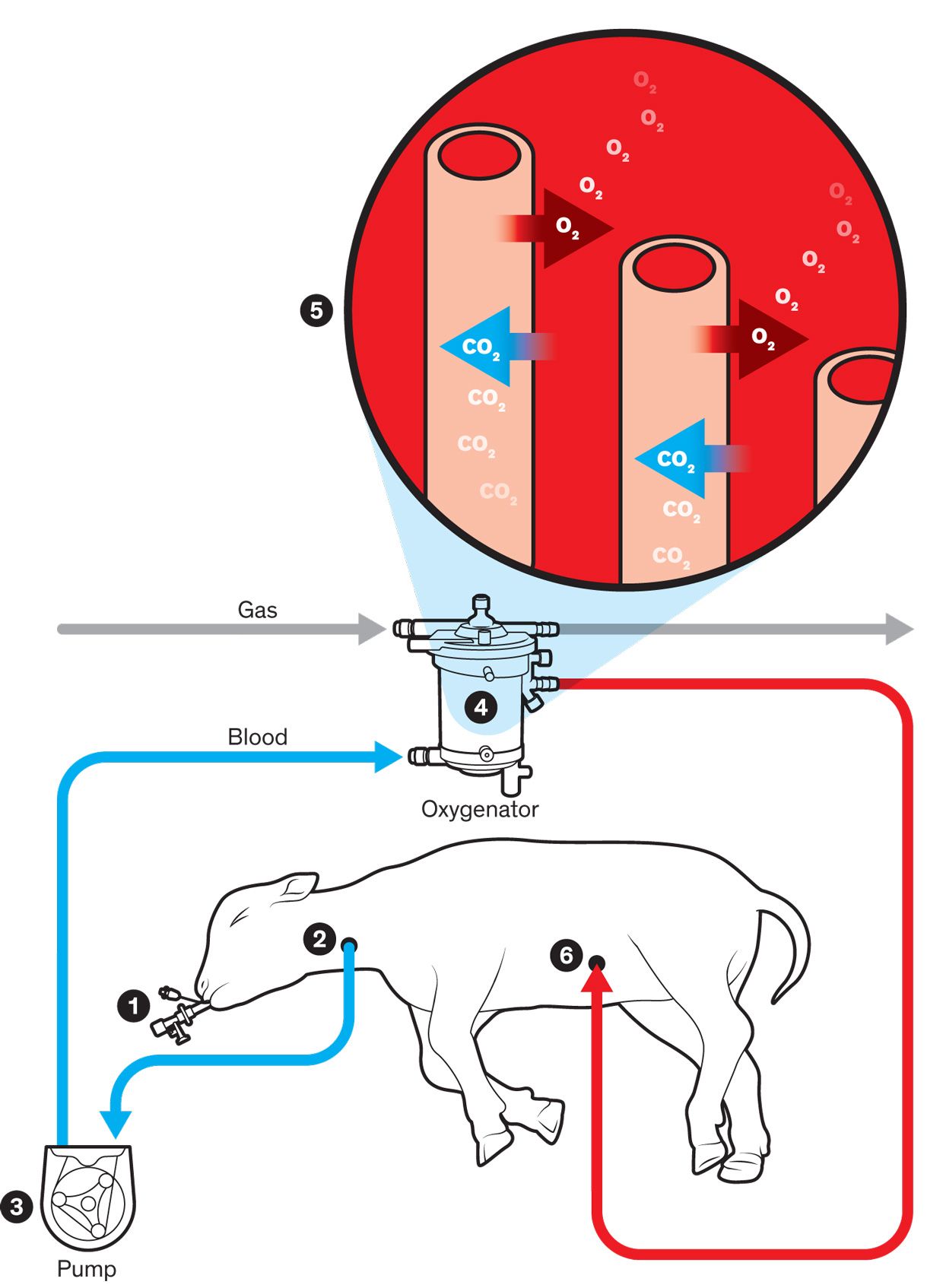Illustration of how the artificial womb works. 