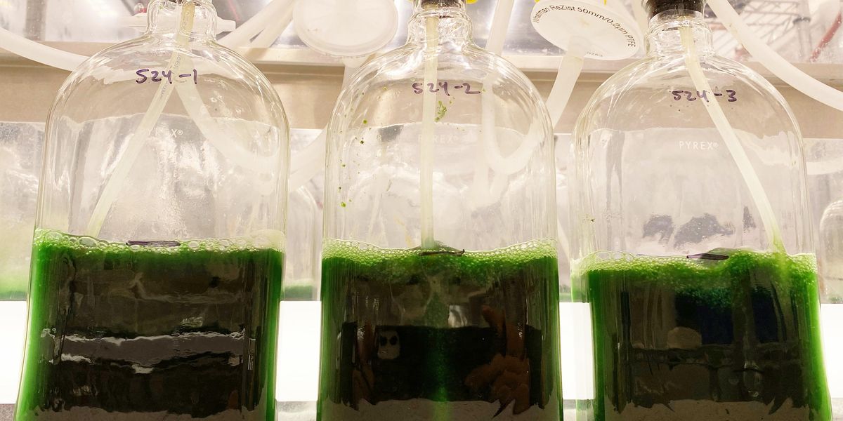 AI-Directed Algae Blooms Boost Biofuel Prospects