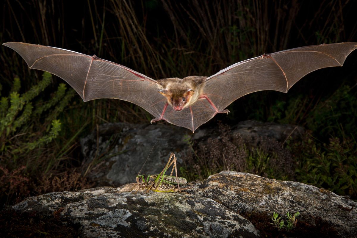A bat in flight approaches its prey, a katydid on a rock.