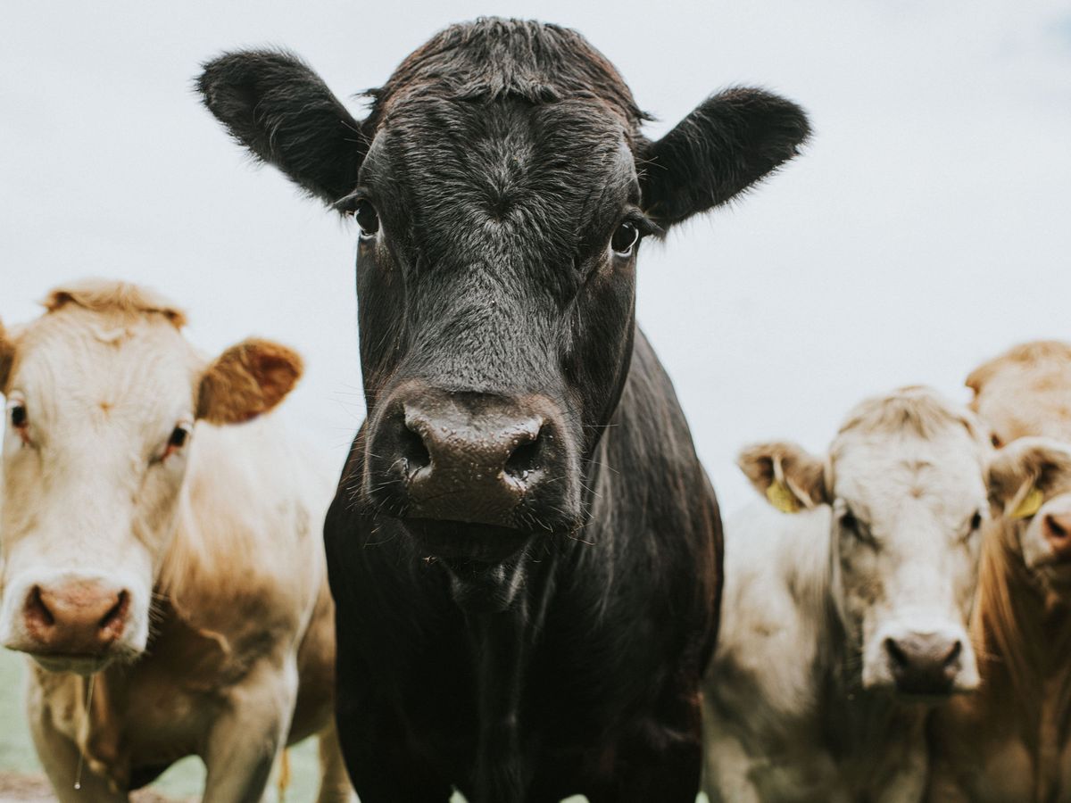a black cow looking at the camera and 3 lighter colored cows in the background 
