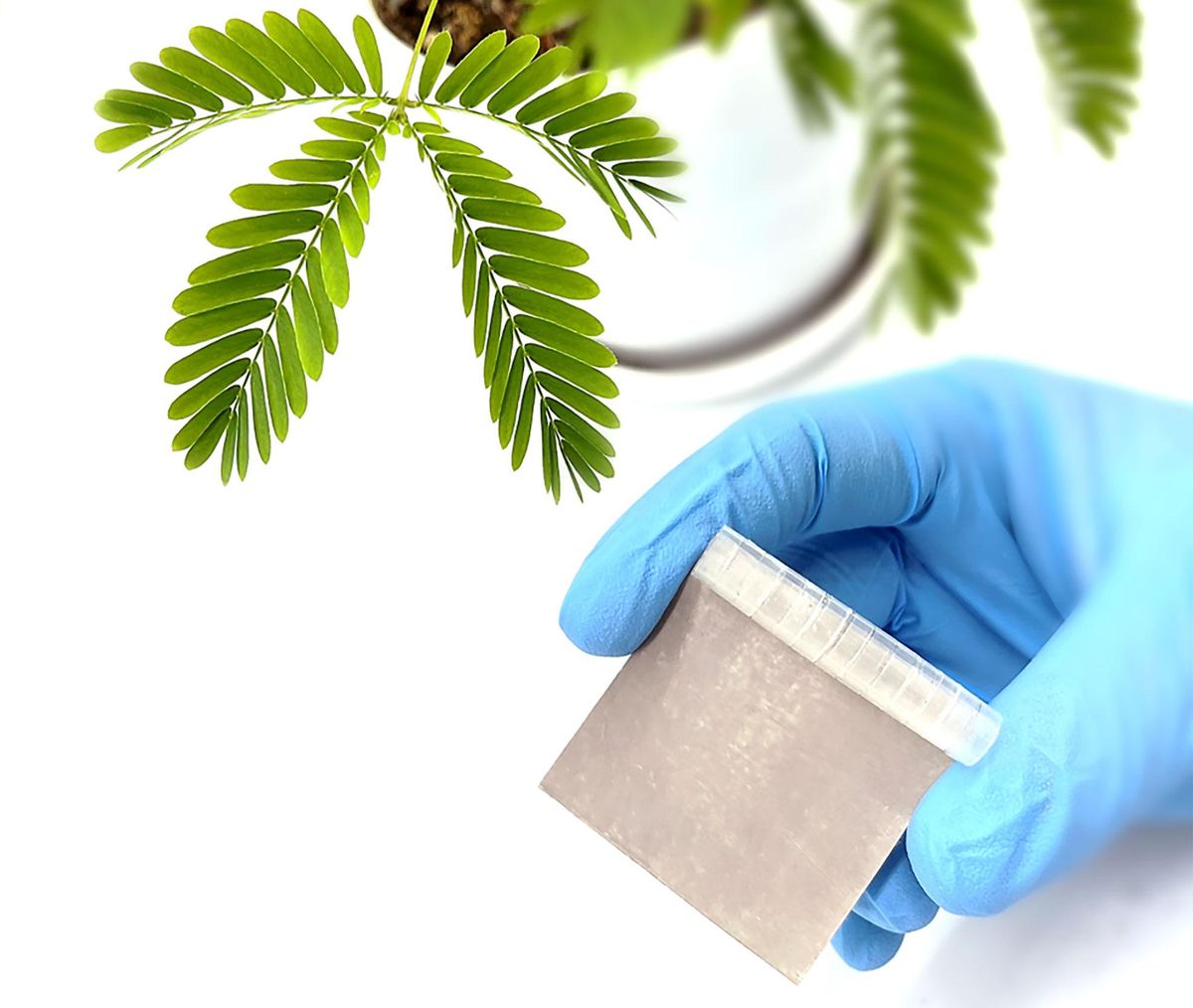 A blue-gloved hand holds a grey square in front of a green plant.