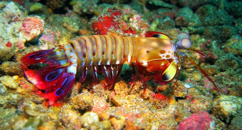 A brightly colored shrimp walks along the seabed with a wave pattern showing in its many legs