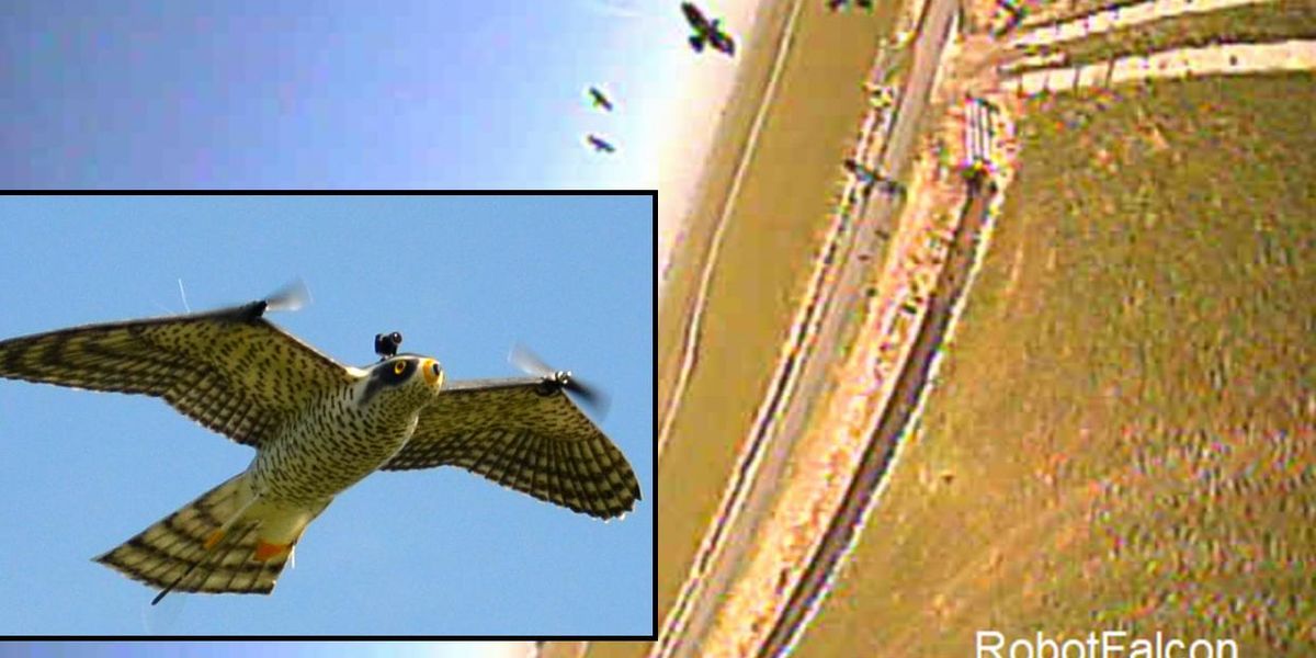 Robotic Falcon éloigne les oiseaux des aéroports