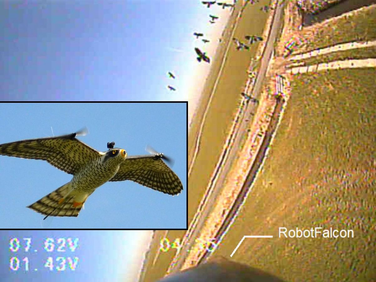 A camera view of a flock of birds. Inset photo shows a robotic falcon with a camera on its head.