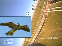 Robotic Falcon Keeps Birds Away From Airports