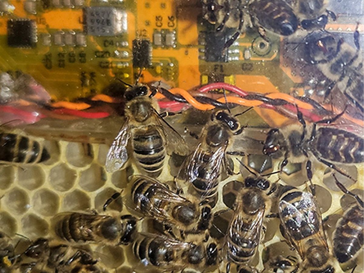 A close-up image showing complete wax cells and bees close to an electronics bay, which is enclosed within transparent acrylic.