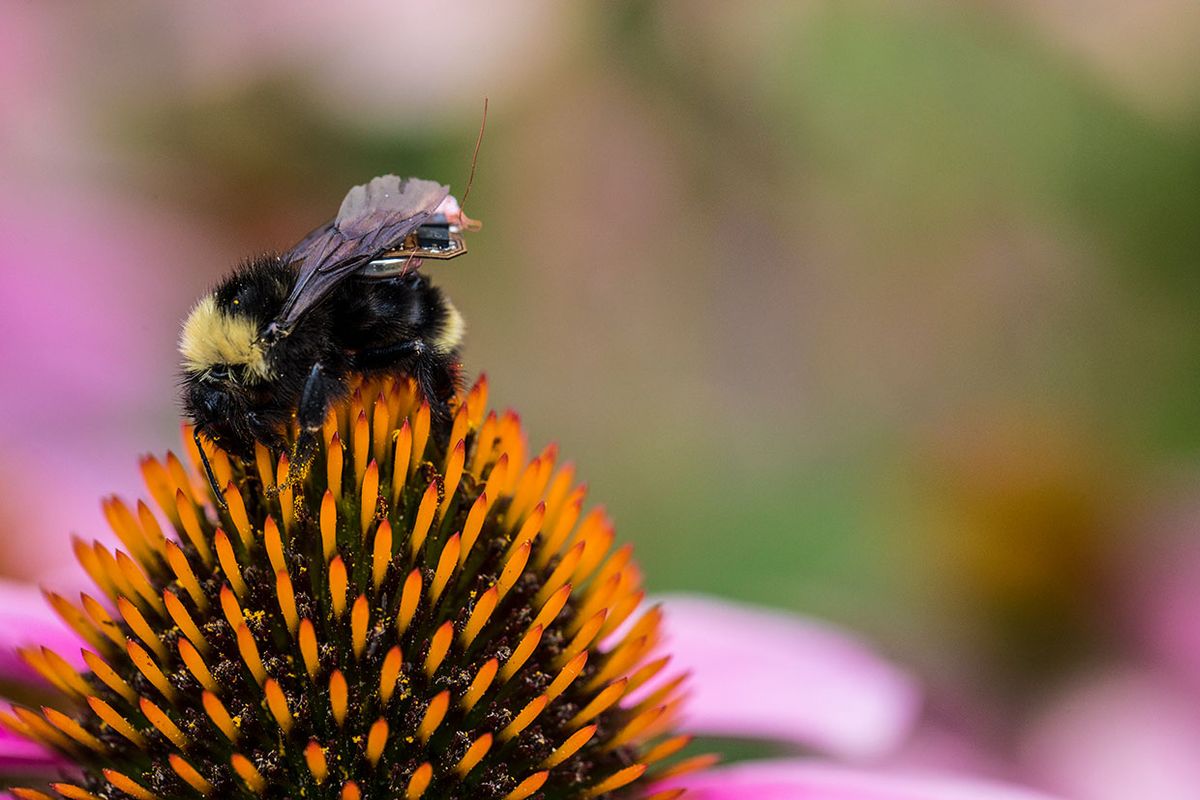 A close-up of a bee with a wireless sensor on its back as the bee sits on a flower.