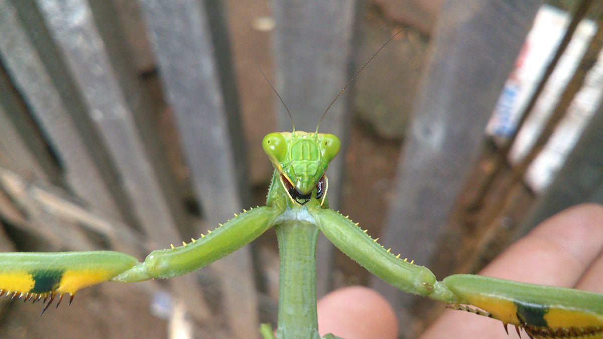 A close-up photo of a praying mantis that appears to be taking a selfie.