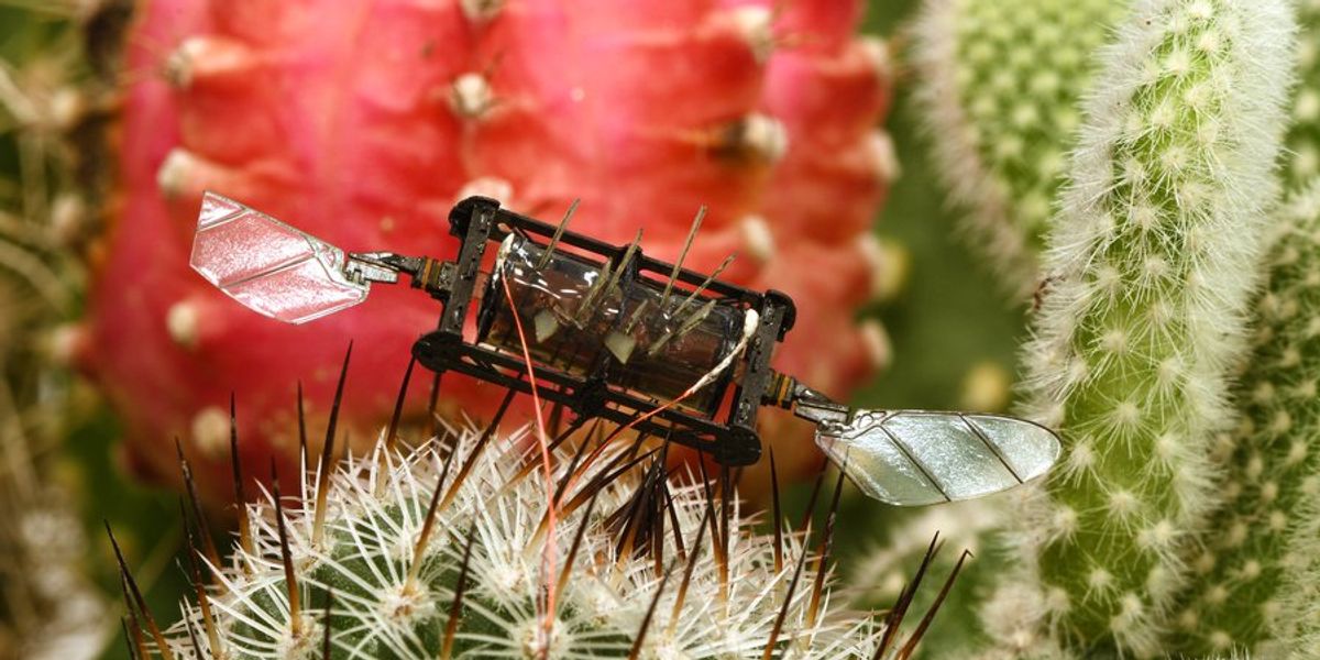 Video Friday: Resilient Bugbots – IEEE Spectrum