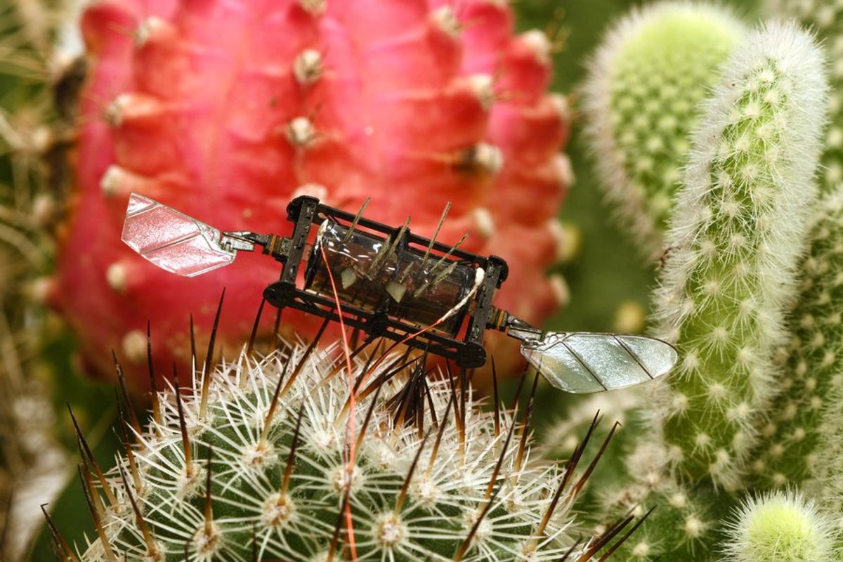 A close up photo of a small black robotic insect with two insect-like wings (one of which is broken) perched on top of a spiny cactus