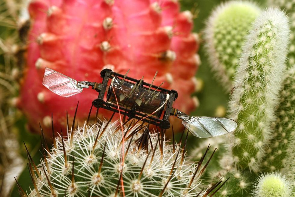 a close up photo of a small black robotic insect with two insect like wings one of which is broken perched on top of a spiny c