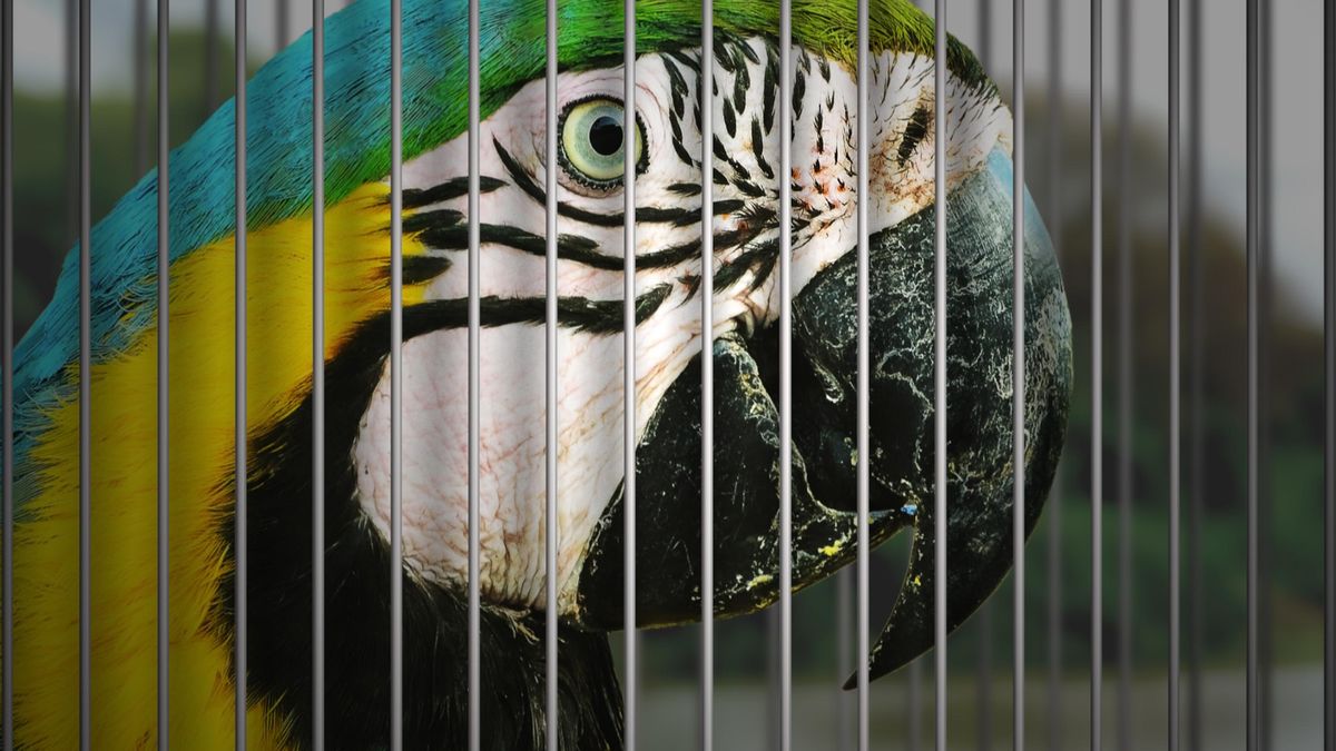 A colorful parrot behind bars