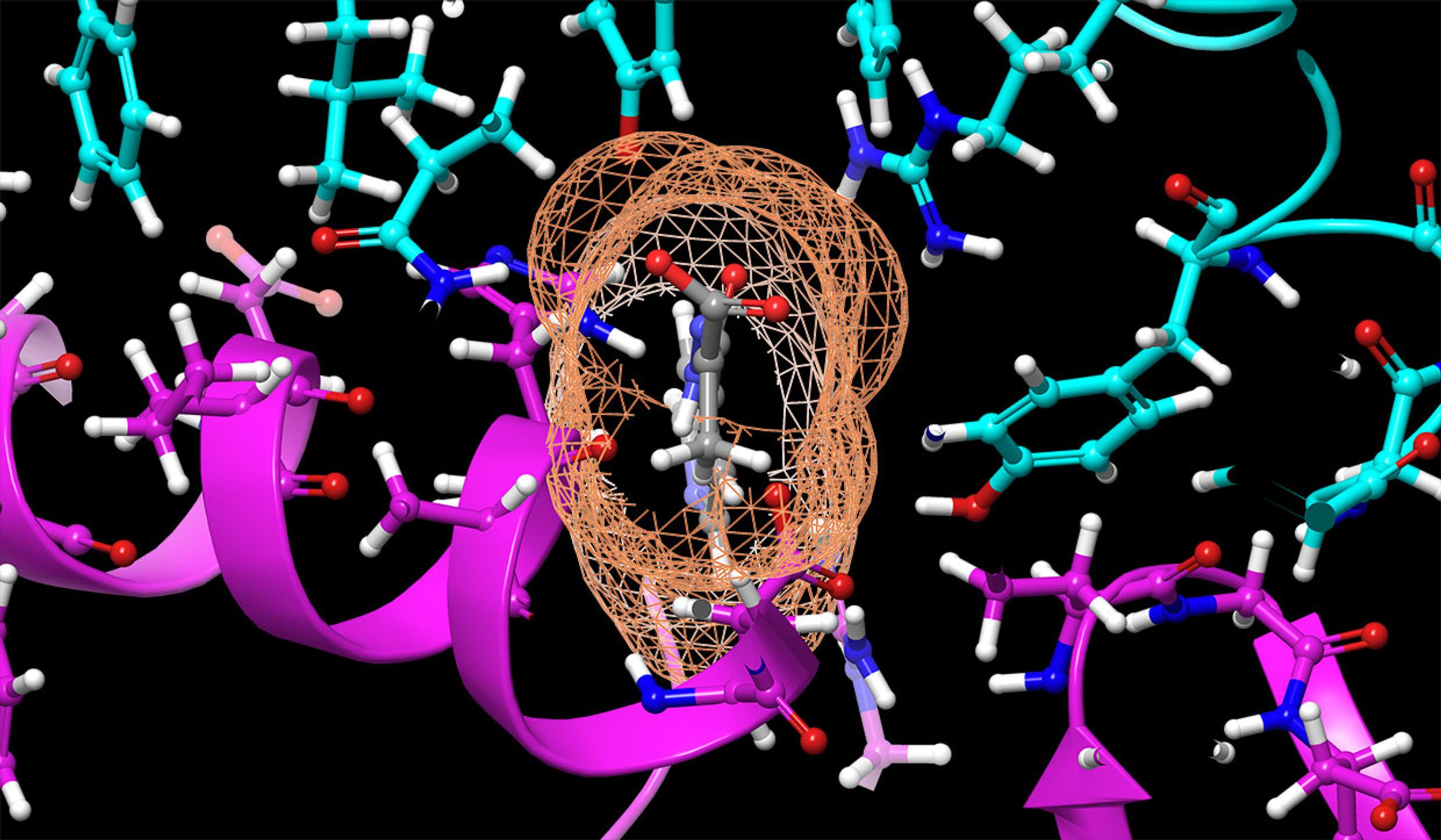 A compound, shown in gray, was calculated to bind to the SARS-CoV-2 spike protein, shown in cyan, to prevent it from docking to the Human Angiotensin-Converting Enzyme 2, or ACE2, receptor, shown in purple.