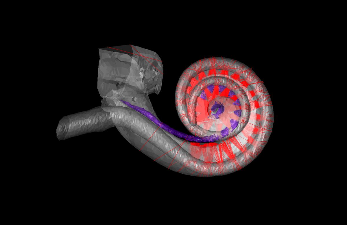 A computer graphic shows a gray structure that’s curled like a snail’s shell. A big purple line runs through it. Many clusters of smaller red lines are scattered throughout the curled structure.