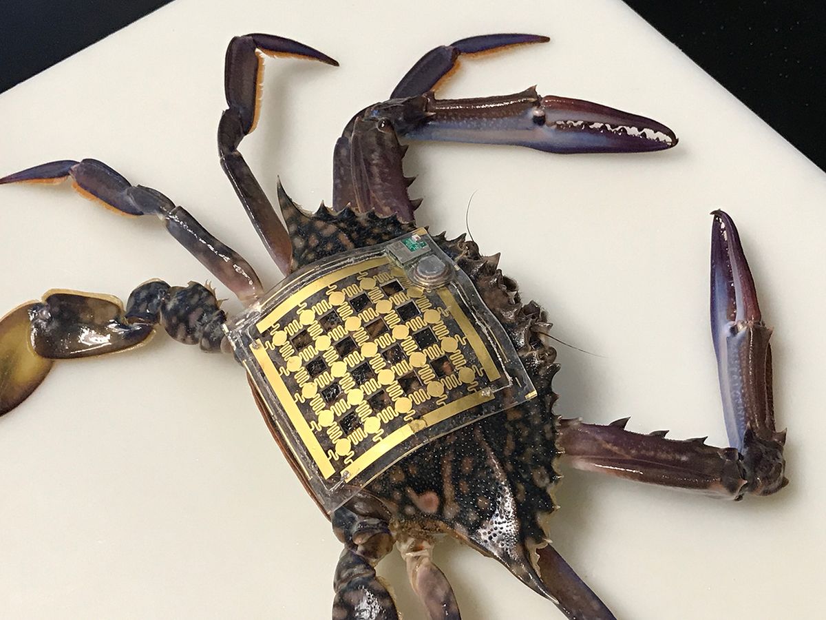 A crab wearing KAUST's Marine Skin prototype.