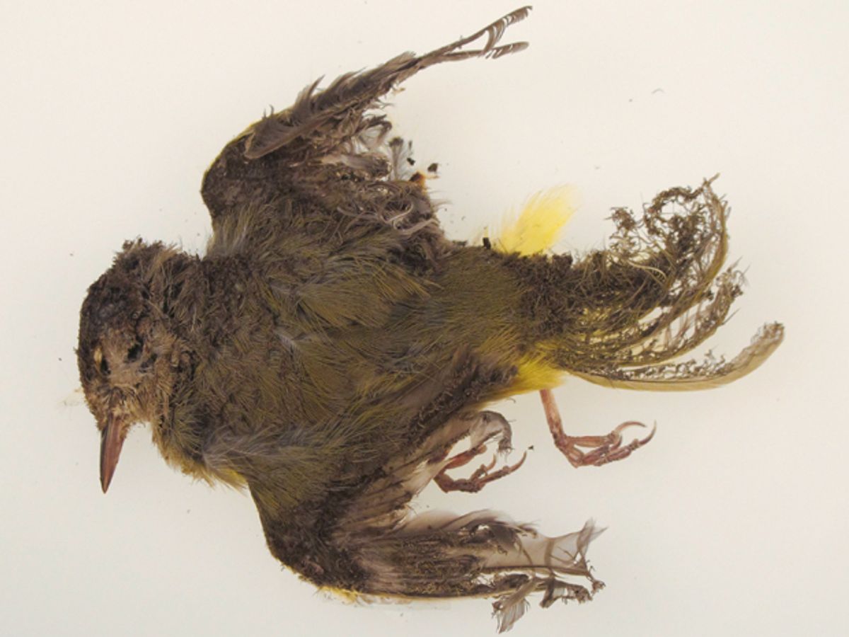 A dead brown and yellow bird with singed and curled feathers.
