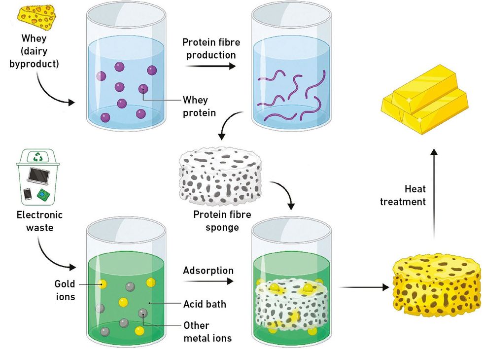 A diagram sows how whey protein can be used for a protein fibre sponge, which can be used in combination with gold ions and an acid bath to recover gold.