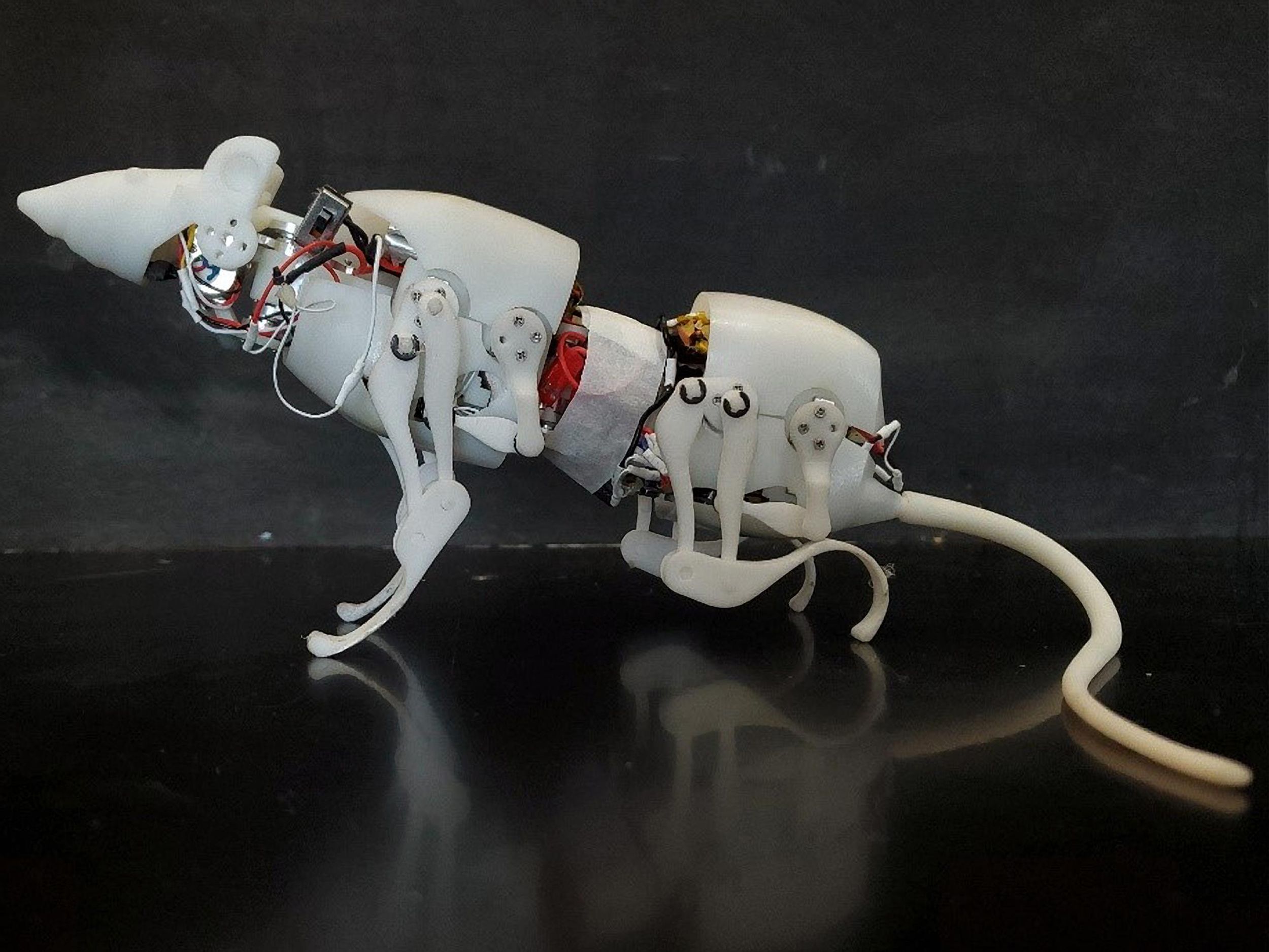 A furless robot rat, showing white plastic limbs and tail. White plastic also forms the heads and body segments, encasing electronic components.
