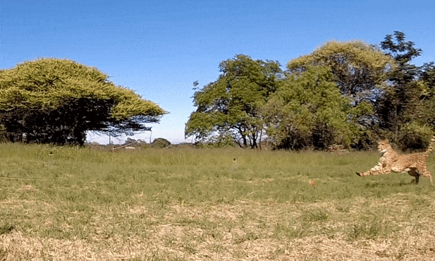 A gif showing a cheetah changing direction at high speed