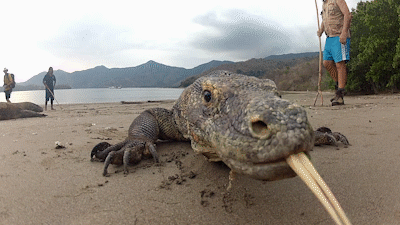 A GIF shows a Komodo dragon licking a camera on a beach. 