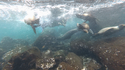 A GIF shows a sea lion swimming up to a camera underwater and opening its mouth to try to eat it. 