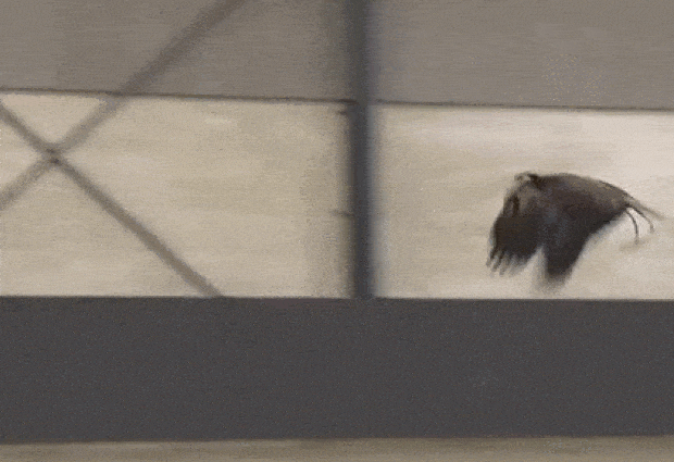 A GIF shows an eagle attacking a drone in mid-air. 