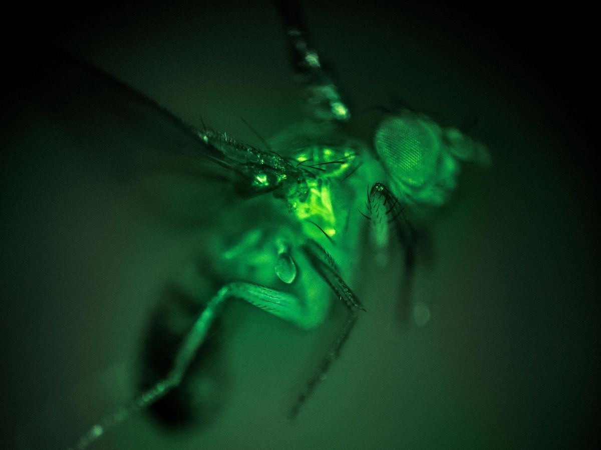 a green colored close-up image of a fruit fly in flight