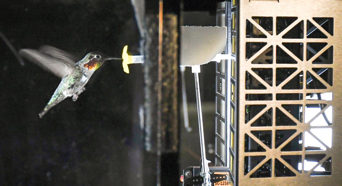 A hummingbird feeds in front of an acoustic camera array.