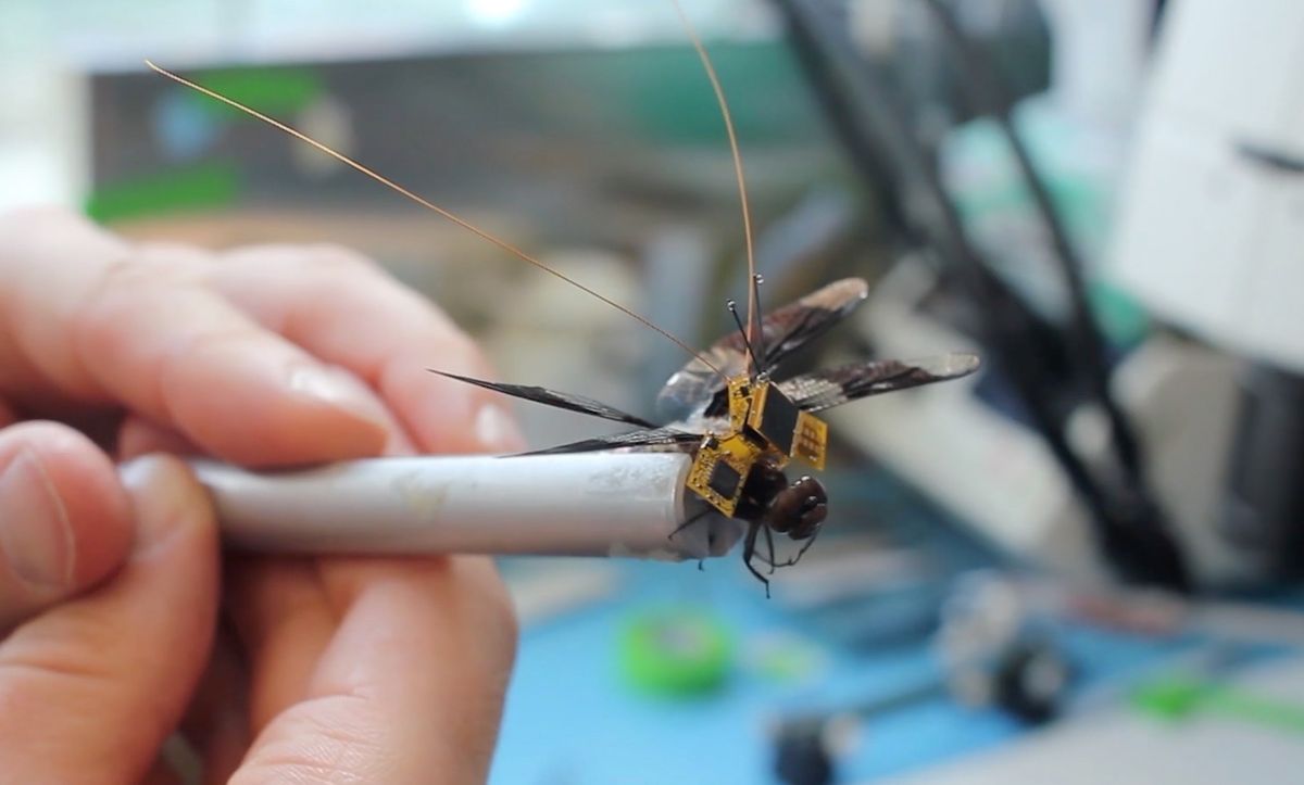 A live dragonfly with a cybernetic backpack and optical implants is now airborne