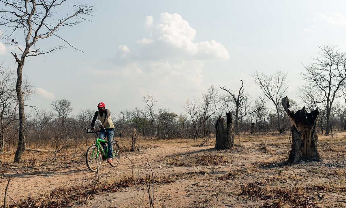 A man rides his bicycle past stumps of hardwood Mopani trees, felled by means of fire because its diameter was too big to easily axe down, that shapes part of a deforested landscape in Mhondoro Ngezi district, on November 1, 2019.