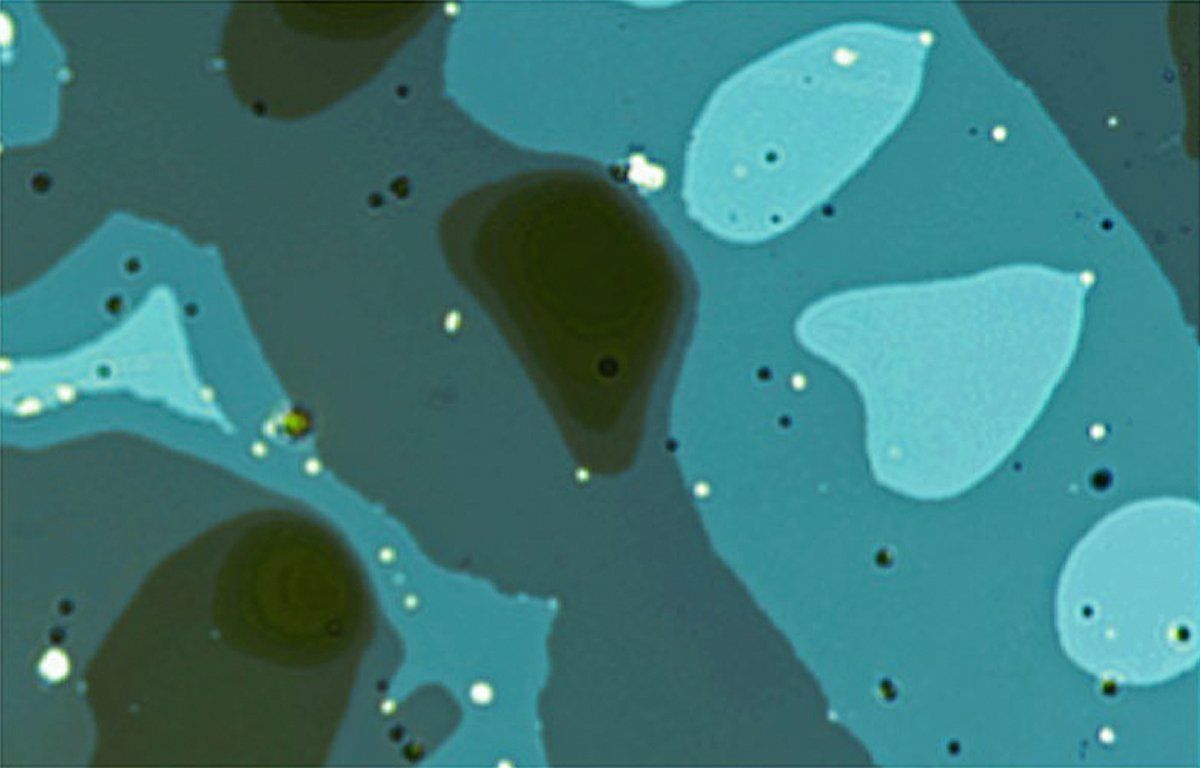 A microscope images of blue and green blobs, dots and lines.