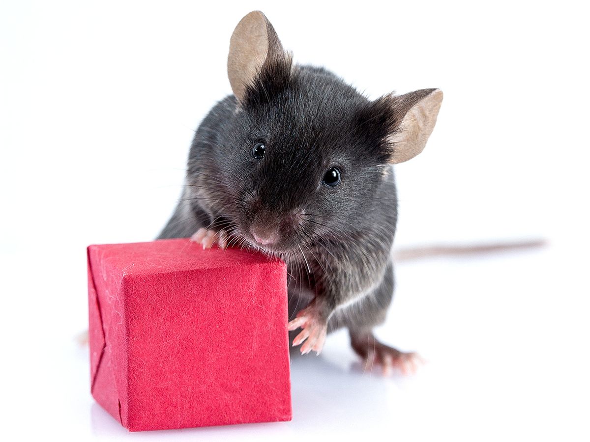 A mouse sniffs a small red cube.  