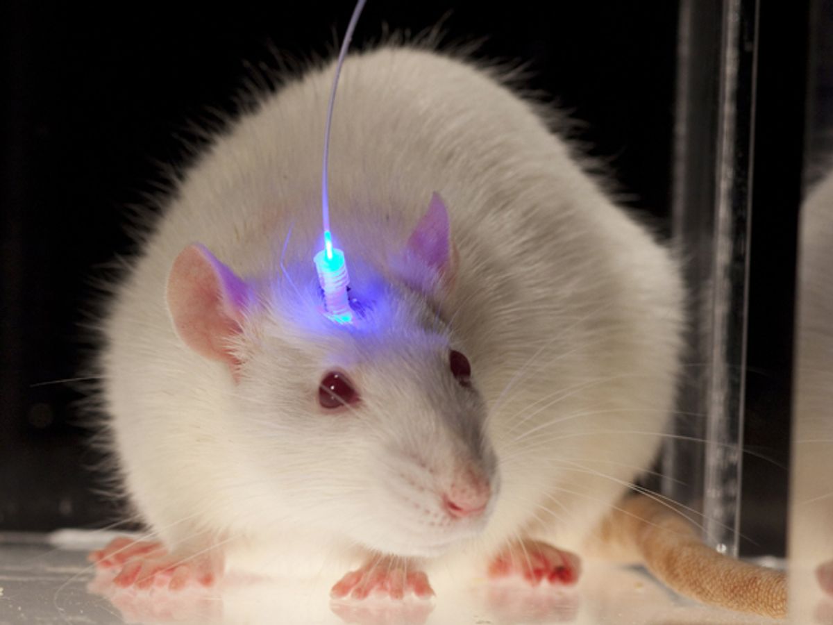 Lasers Switch Bad Memories to Good in Mice