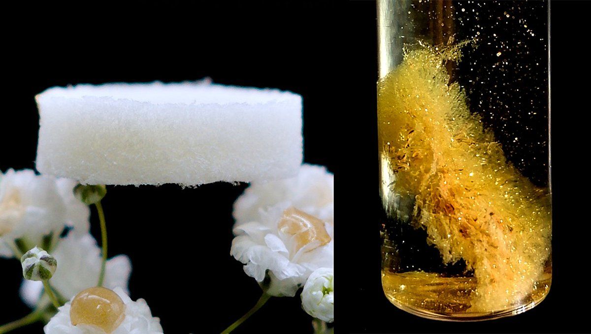 A pair of photographs show a circular white sponge on flowers, and a vial with a gold material in liquid